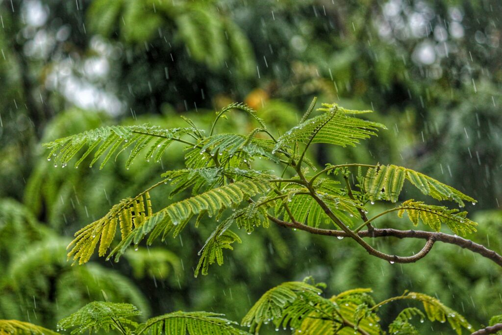 Chuva